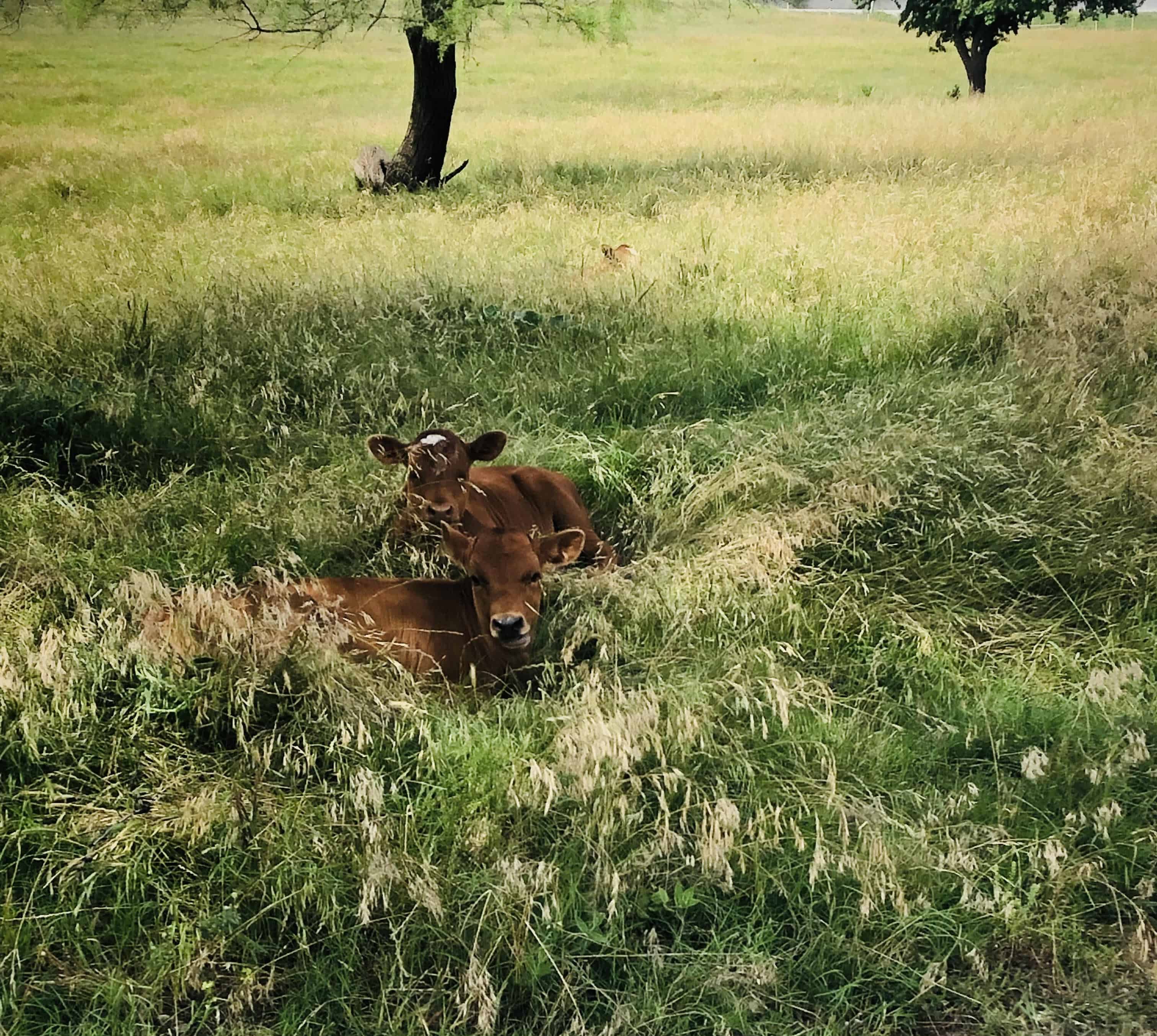 The baby cows being born in the spring. Traveling in Texas during spring is so beautiful.