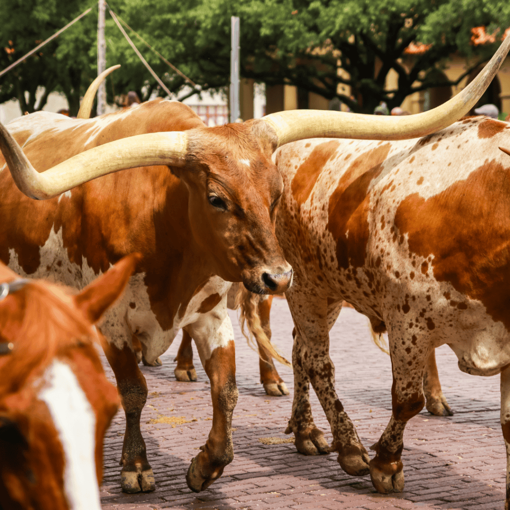 Fort Worth Cattle Drive at the Stockyards 