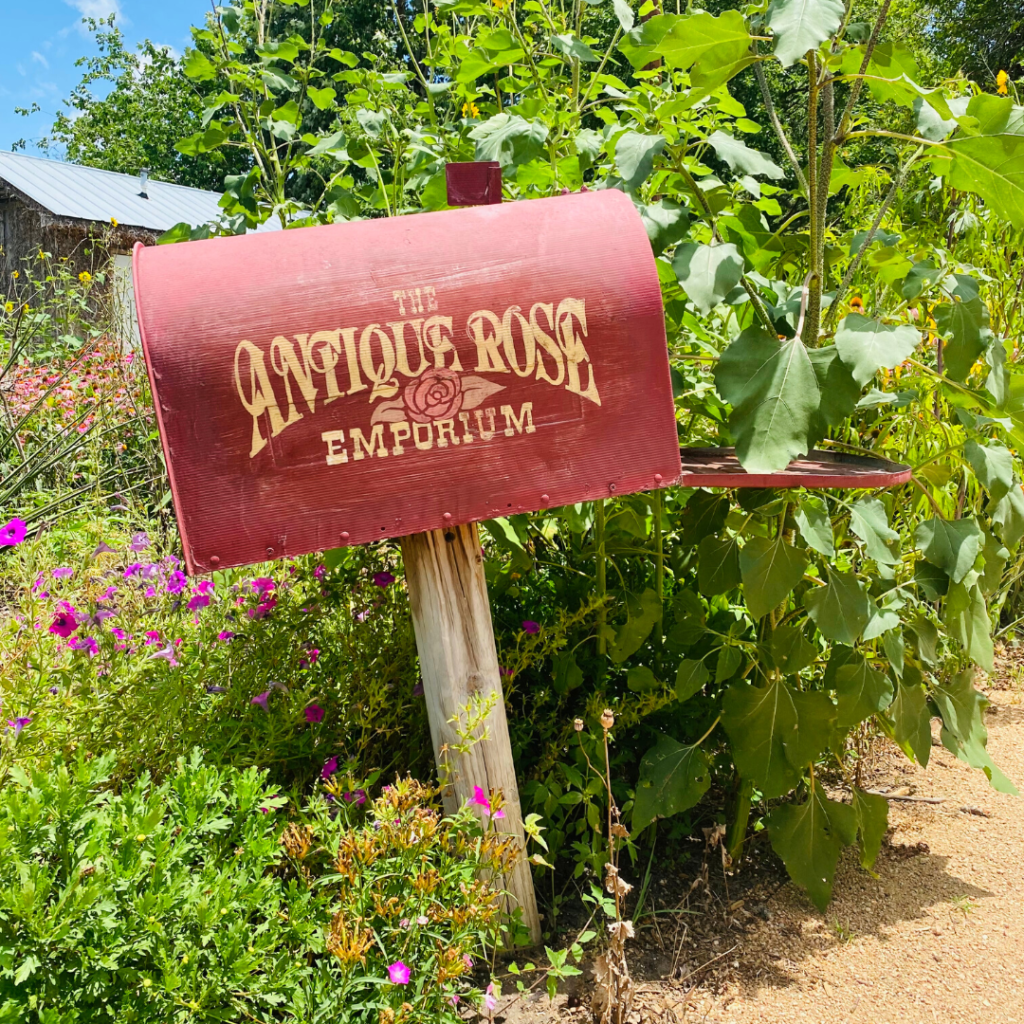 Brenham, Tx Antique Rose Emporium 