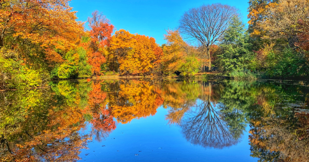 NYC is fall is a stunning time, and Prospect Park has some of the best NYC fall foliage 

Prospect Park Photo Getty Images Carrie Thompson 