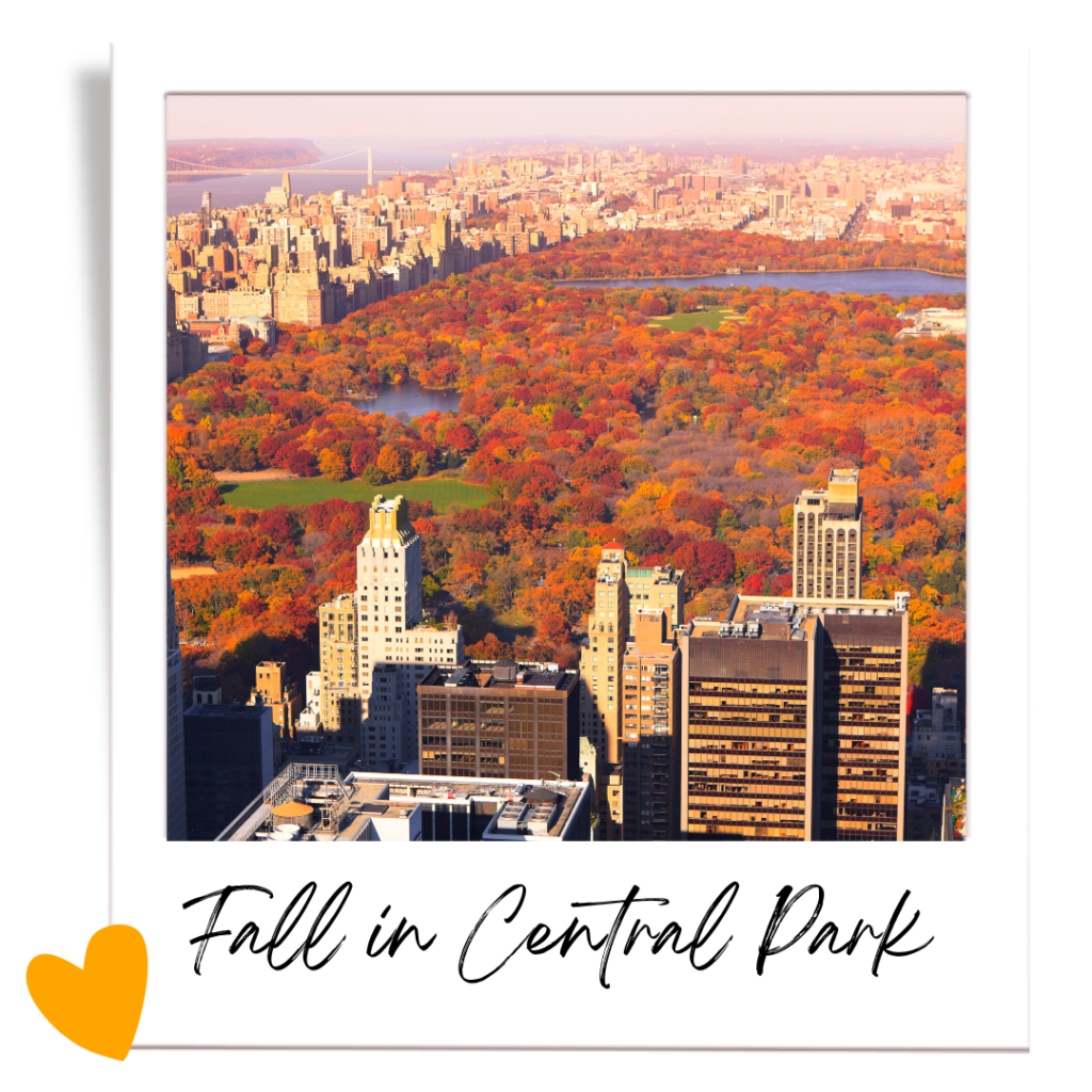 Central Park in the fall, from above